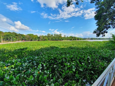 Gran parte del lago de la República de Ciudad del Este está cubierta de camalote.