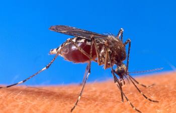aedes-dengue-214338000000-1076761.JPG