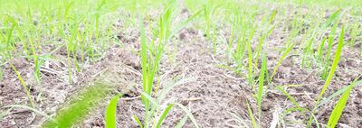 El gremio que aglutina a empresas del sector proyecta que la producción de arroz en Paraguay en la presente campaña agrícola alcanzará unas 165.000 hectáreas, con una media de rendimiento de 6.700 kilogramos por hectárea.