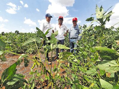 Siguen el desarrollo de soja  HB4 resistente a la sequía