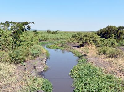 El lugar donde se pretende colocar una barrera de camalotes se encuentra prácticamente colmatado por plantas acuáticas.