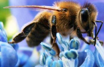 abejas-las-guardianas-del-ecosistema-mundial-que-estan-en-peligro-112037000000-1487610.jpg