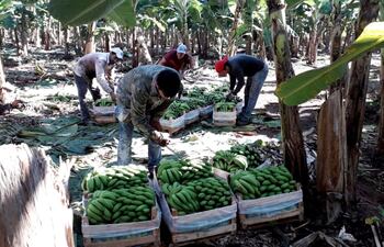 esta-semana-se-perderian-mas-de-1-200-cajas-de-banana-cosechadas-en-seis-distritos-de-cordillera-el-gobernador-se-niega-a-adquirir-la-producci-201724000000-1828928.jpg