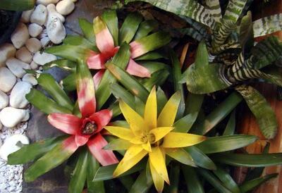 Imagen sin descripción