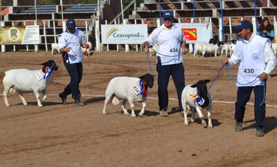 El sector ovino mostró muy buenos animales en la Expo Trébol.
