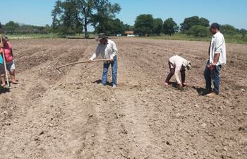 imagen-de-cuando-estaban-trabajando-en-la-siembra-del-zapallo-kabutia-en-el-comite-falcon-trabaja-la-expectativa-de-los-labriegos-es-lograr-una-prod-212615000000-1703232.jpg