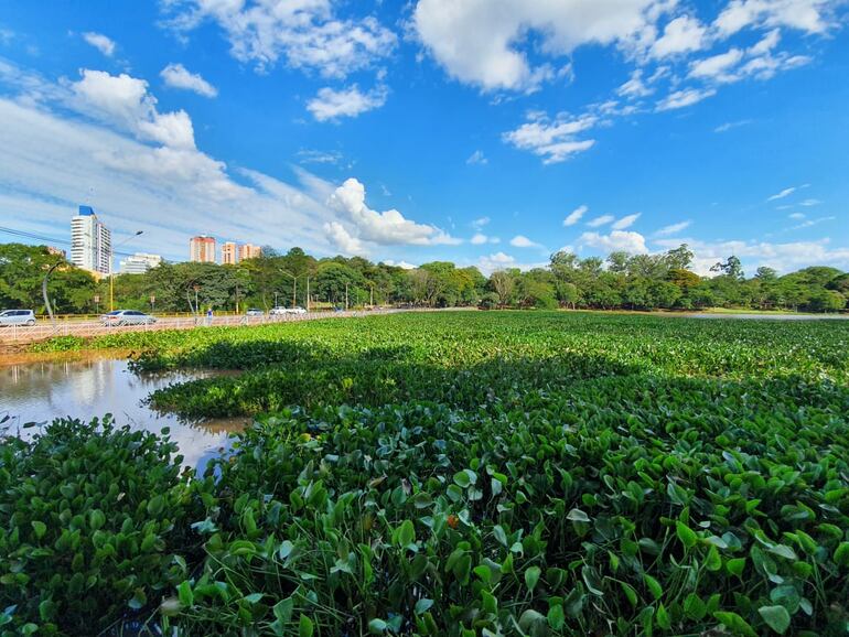 Gran parte del lago de la República de Ciudad del Este está cubierta de camalote.