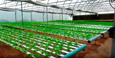 Hay que monitorear el estado sanitario de los cultivos hidropónicos.