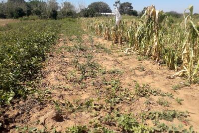 Chacra familiar que está por perderse en la comunidad de nativos “La Armonía”.