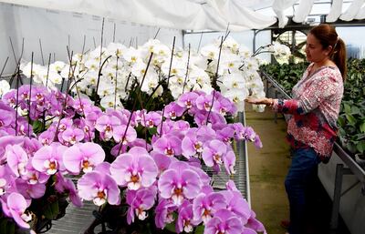 La ingeniera Liz Otazú muestra hermosas orquídeas en el CEF.