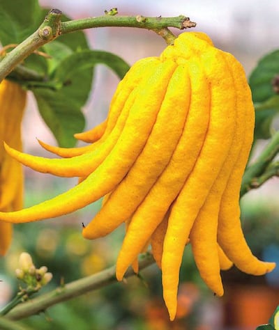 Imagen sin descripción