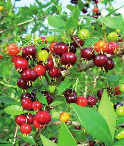 Imagen sin descripción