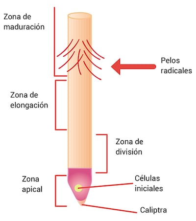 Órganos vegetales: la raíz
