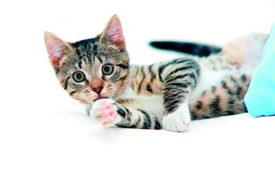 /pf/resources/images/abc-placeholder.png?d=2428