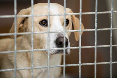 Cuando buscamos una mascota, no está de más mirar primero en los hogares de animales.