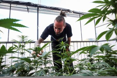 El productor y vicepresidente de la organización Ecuador Cannábico, Esteban Almeida, mientras muestra plantas de marihuana en entrevista con Efe, en Quito (Ecuador).