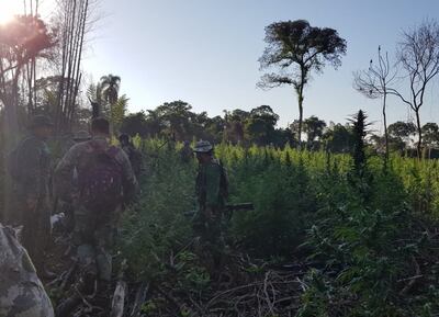 Agentes especiales de la Senad proceden a destruir un cultivo de marihuana detectado en la Reserva Natural del Mbaracayú.