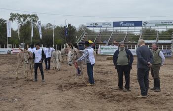 caballos-burros-y-bovinos-80720000000-1746980.JPG