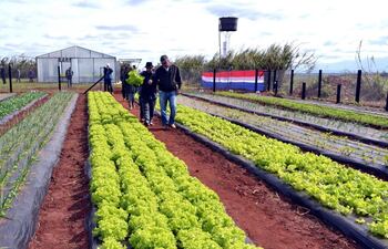 cultivan-verduras-usando-la-tecnica-hidroponica-203250000000-580689.jpg