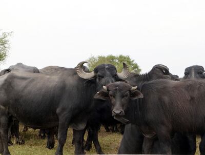 En la Expo se podrán observar este año la presencia de búfalos. Unos 10 ejemplares a bozal y 30 a campo participarán de la feria