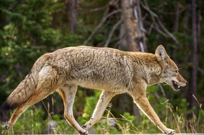 Los coyotes suelen depredar principalmente a pequeñas criaturas, como ratas y conejos.