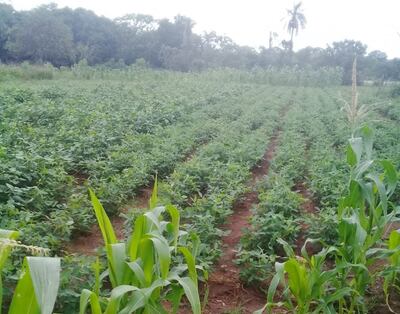 La lluvia facilita el desarrollo de los rubros agrícolas como el maíz, maní, poroto y mandioca entre otros.