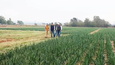 Dia de campo sobre  cultivo de cebolla en Paraguarí.