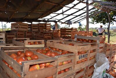 El producto ya fue cosechado y si no  se venden pueden pudrirse en el campo.