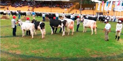Jurado examina las  razas lecheras que participaron en la Expo Internacional.