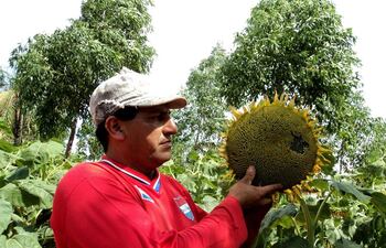 el-girasol-es-otro-de-los-rubros-que-tendra-una-caida-este-ano--200424000000-1703852.jpg