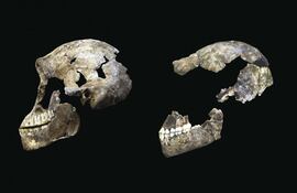 homo-naledi-115013000000-1583360.JPG
