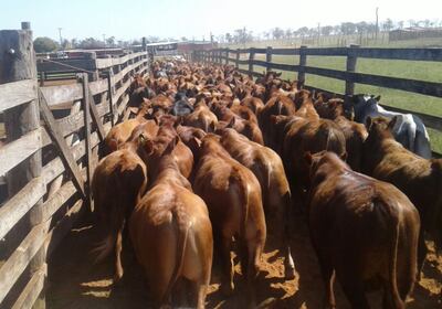 En Paraguay la tasa de preñez está en torno al 40 por ciento, o sea, de 10 vacas solo cuatro preñan al año.