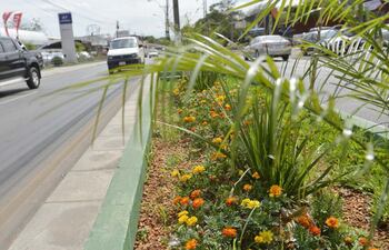 cuidado-y-florido-luce-el-paseo-central-de-la-avenida-artigas-entre-eduardo-schaerer-y-altos-las-empresas-pueden-apadrinar-espacios-publicos-para-l-200848000000-1514247.jpg