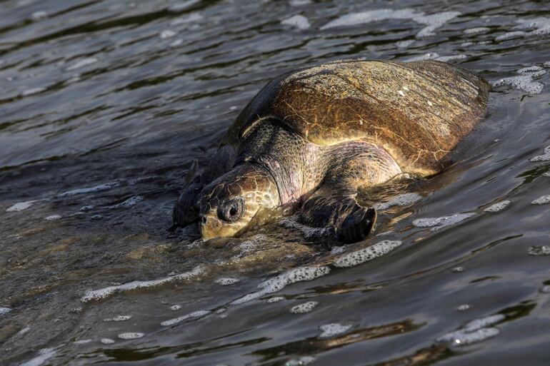 La tortuga Paslama (Lepidochelys oliveacea) regresa a la playa donde nace, según estudios hechos por científicos.