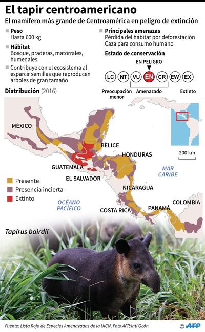 Los tapires son los mamíferos más grandes de Centroamérica.