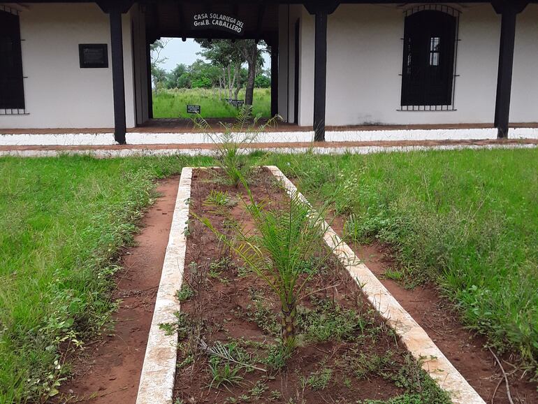 El akekê o hormigas cortadoras se apoderaron del  jardín del museo.