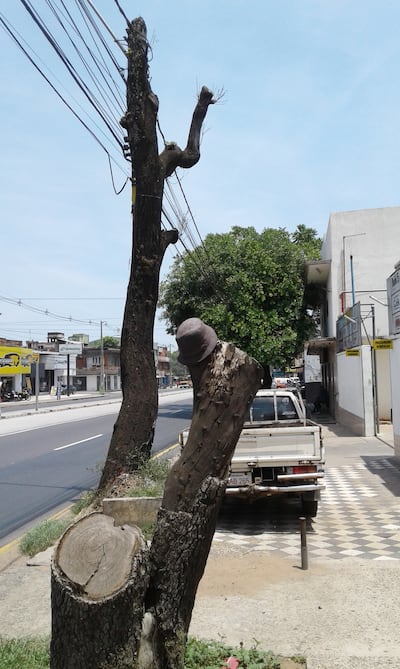 Otras plantas vecinas, principalmente de tajy, fueron sacrificadas inútilmente sobre la ruta  Mcal. Estigarribia. Al fondo, la copa de  “El árbol que habla”.