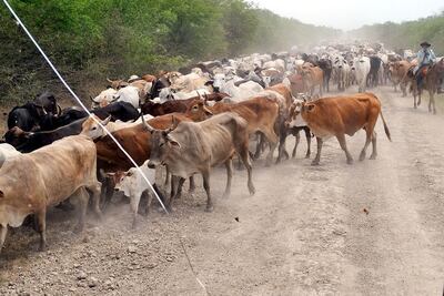 Arreada de animales vacunos sobre el     camino Toro Pampa-desvío 65. Esta  práctica  se encuentra  completamente    
prohibida, según advirtió el Ministerio Público.