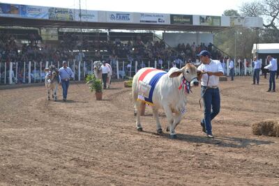 En la  Expo Trébol se vieron animales de alta calidad genética.