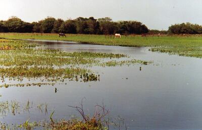 Estado actual de Paso Rojas, donde se ubicara provisoriamente el ejército a partir del abandono de Paso de Patria y antes de que el Mariscal López decidiera instalar sus fuerzas en Paso Puku.