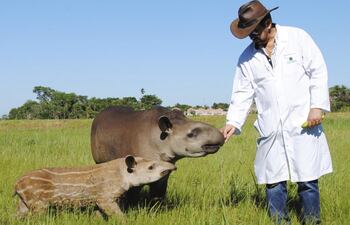 el-primer-mborevi-o-tapir-nacido-en-cautiverio-en-nuestro-pais-ya-supero-los-tres-meses-de-edad-periodo-critico-para-la-vida-del-animal-debido-a-la-e-211058000000-1679547.jpg