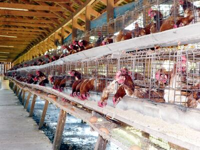 El compuesto microbiológico es utilizado en una dosis de 200 y 300 gramos por tonelada de balanceado. A corto plazo reduce olores desagradables y disminuye paulatinamente la proliferación de moscas.