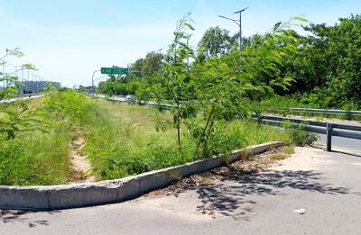 El paseo central de la Autopista Ñu Guasu está ganado por las malezas.