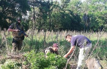 destruyen-plantacion-de-marihuana-105645000000-1775107.jpg