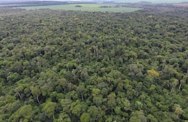 Con métodos apropiados se podría incrementar la producción de madera, sin comprometer la producción futura, en el marco de un manejo forestal sostenible.