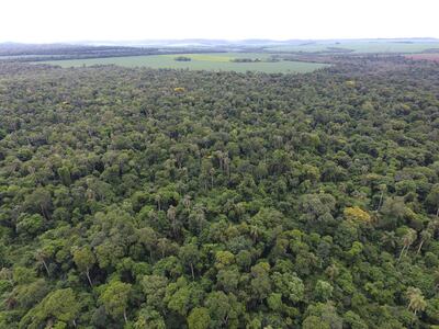 Con métodos apropiados se podría incrementar la producción de madera, sin comprometer la producción futura, en el marco de un manejo forestal sostenible.