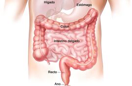 tiene-el-higado-graso-222529000000-1613347.jpg