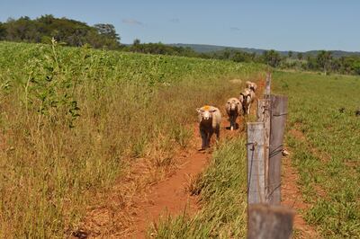 El uso del kumanda yvyra’i es muy amplio: se puede utilizar para realizar un pastoreo directo por su buen tenor de proteína.
