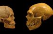 Cráneo de Homo Sapiens (izquierda), frente a otro de neandertal. Imagen de archivo, HAIRYMUSEUMMATT.