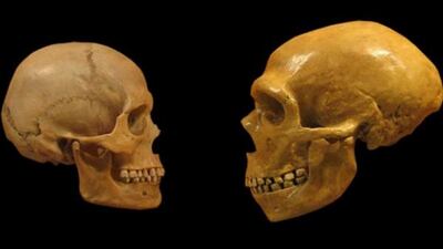 Cráneo de Homo Sapiens (izquierda), frente a otro de neandertal. Imagen de archivo, HAIRYMUSEUMMATT.